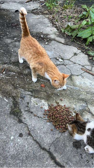 dois gantinhos meiguinhos