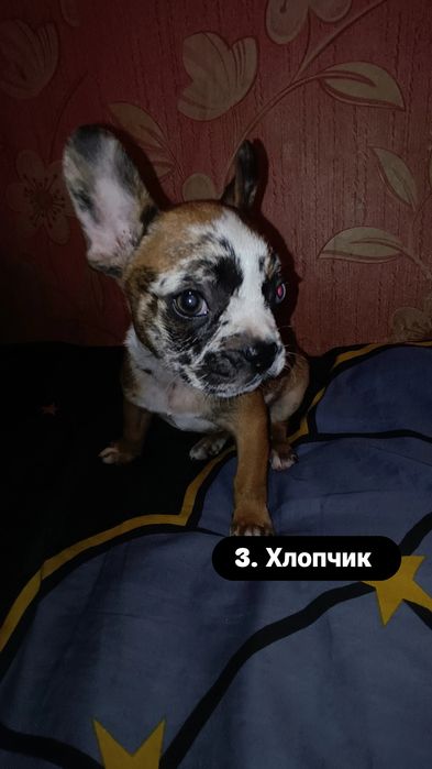 Неймовірні цуценята французького бульдога — 2 місяці