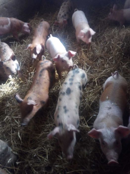 Prosięta -  świnia trzoda