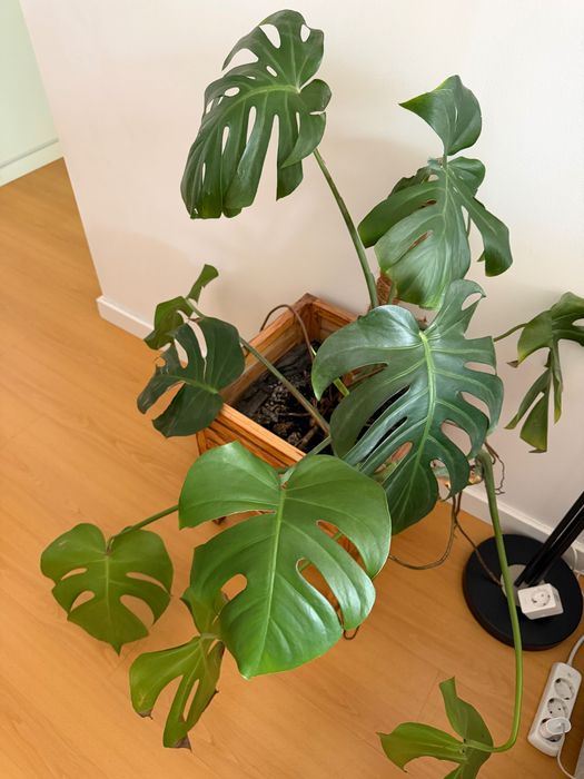 Planta Monstera (Costela-de-Adão) + Floreira de Madeira Elevada