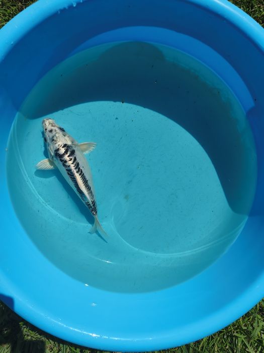Carpa fêmea comprada em um criador aqui em Portugal