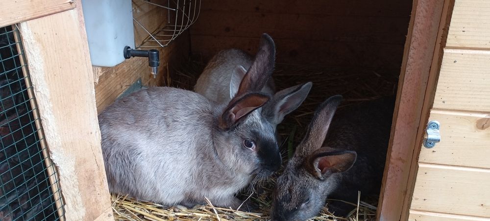 Klatki króliki hodowla