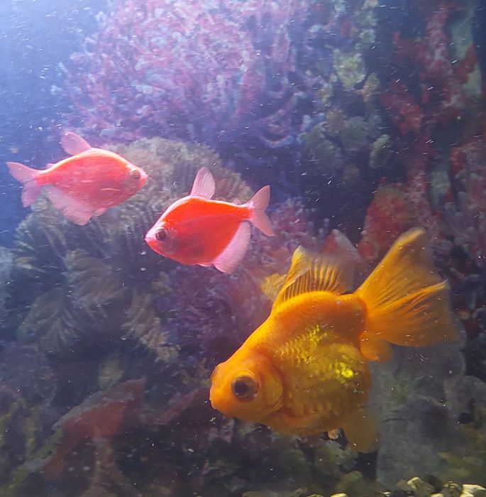 Продам Рыбок для аквариума. Харьков.