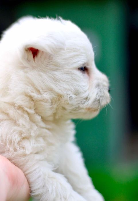 West highland white terrier