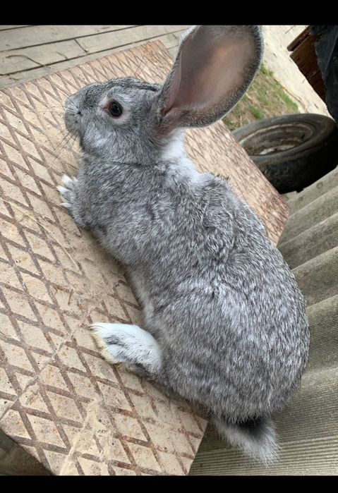 Продам кролів шиншила