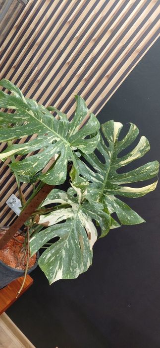 Piękna duża Monstera thai constellation