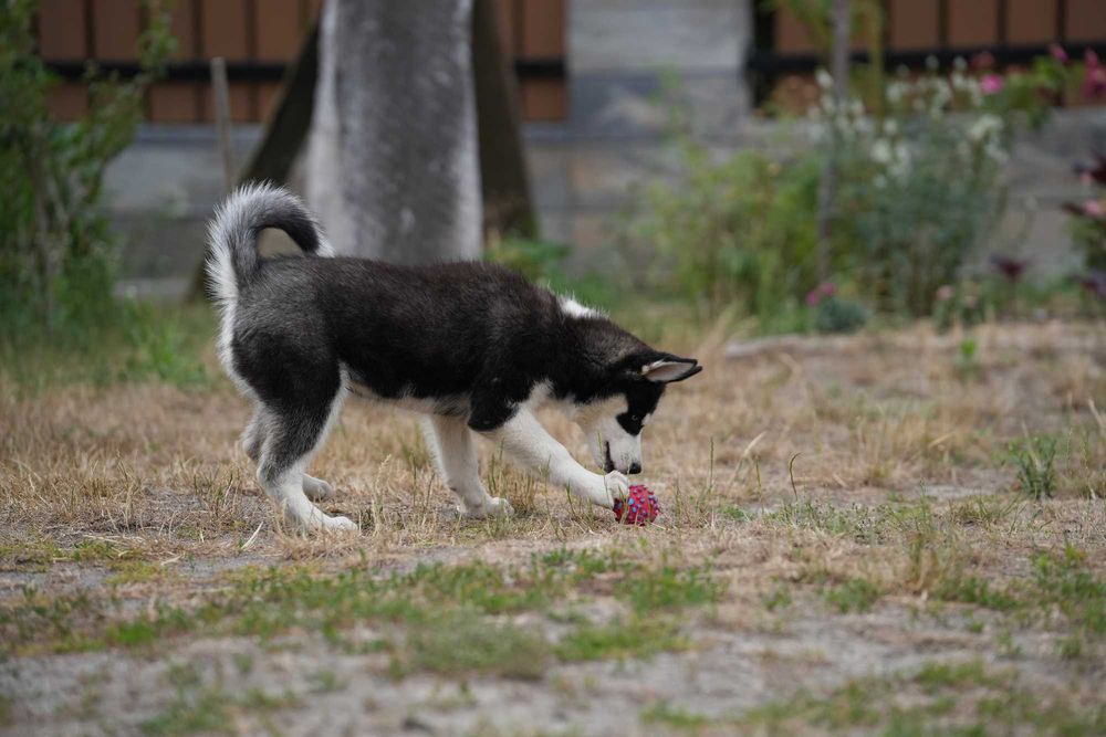 Siberian Husky Suczka