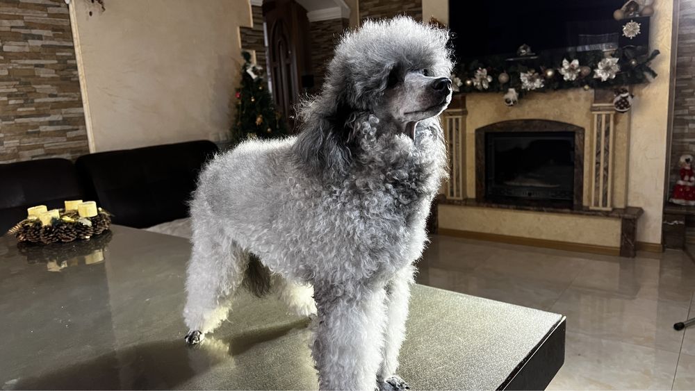 В‘язка Пуделя