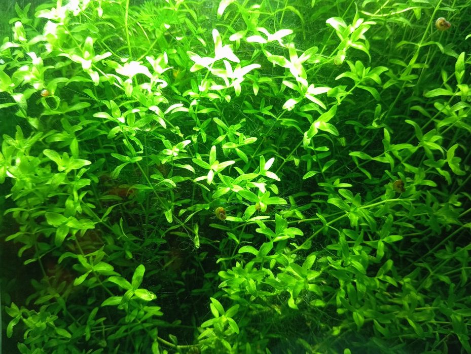 DuDuży Heniek • Hemianthus micranthemoides