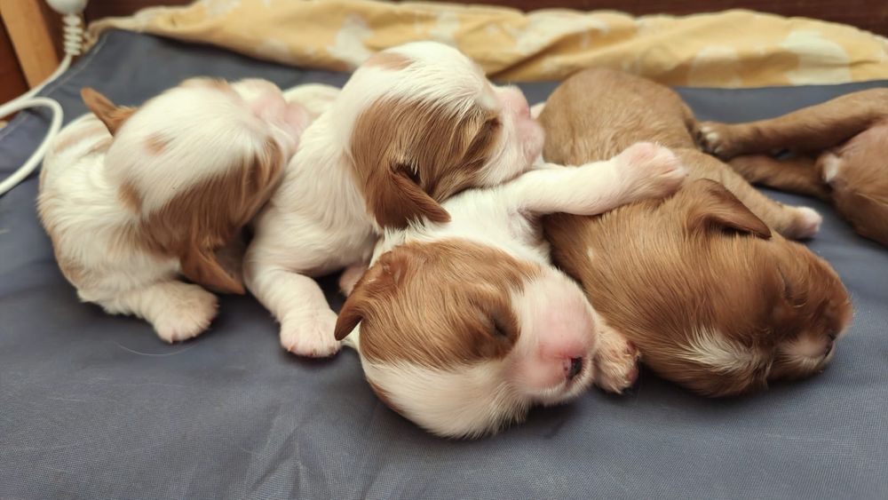 кавалер Чарльз кинг  спаниель  ксу хлопці та дівчінка Charles King Spa