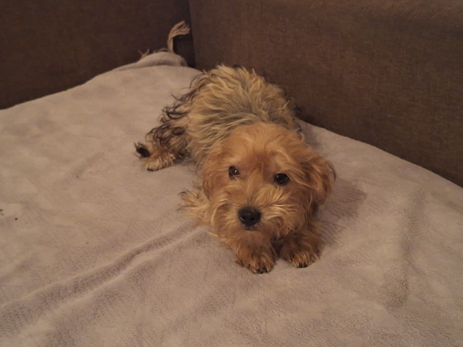 York Terrier miniaturka