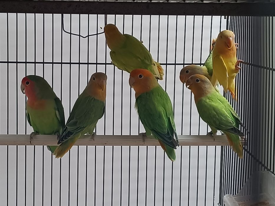 Tenho vários agapórnis roseicollis e periquitos hagoromos para cedência