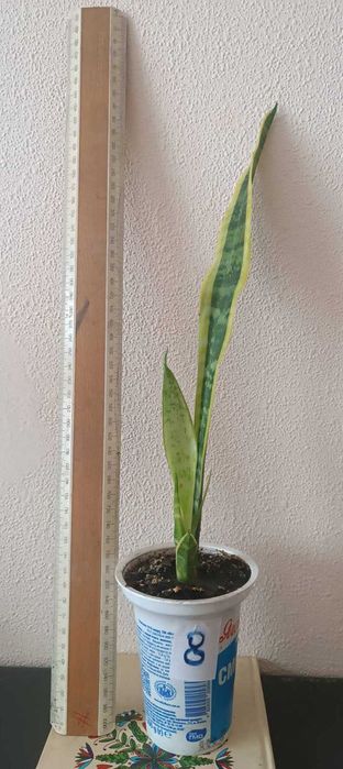 Сансевиерия окаймленная велика Sansevieria, тещін язик, щучий хвіст