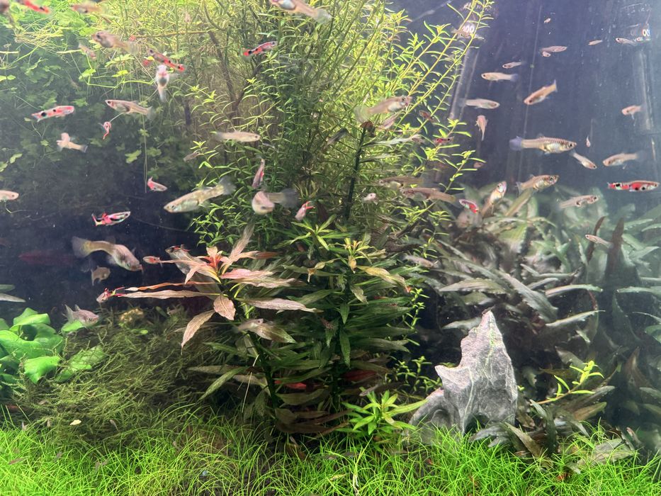 Vendo aquário plantado completo 120 X 50 X50 com filtro JBL 1502 sistema CO2 luminária week Aqua e móvel