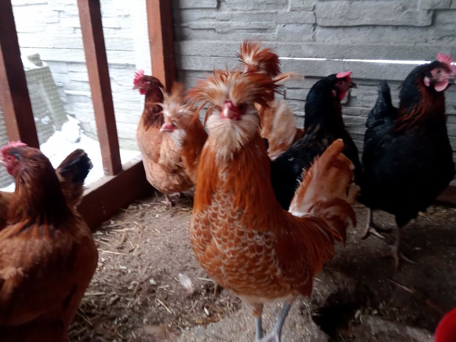 Czubatki wielbłondzie