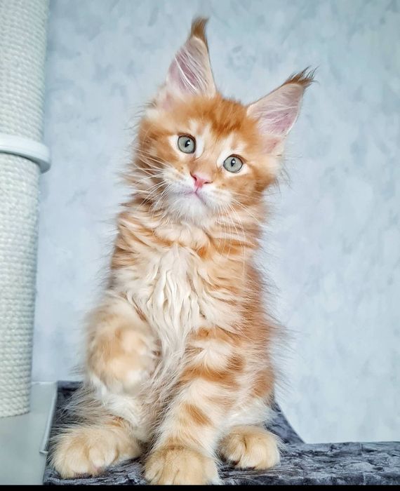 Очаровательные мейн-кучики на продажу