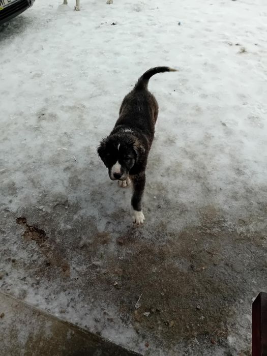 Sprzedam owczarki środkowo azjatyckie