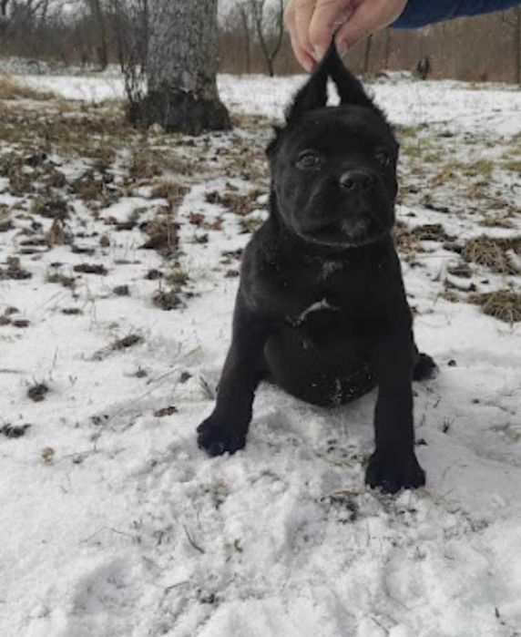 До вашої уваги, цуценята щенки Кане корсо,