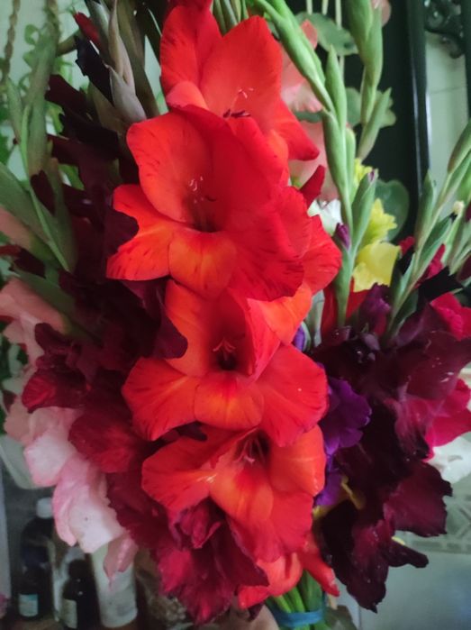 Гладиолусы сортовые,микс сортов