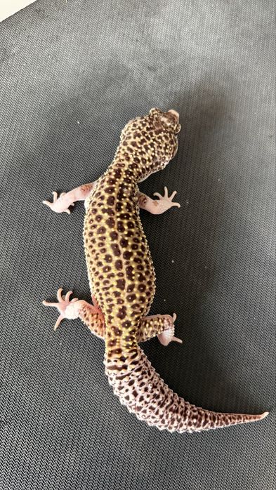 Gekon Lamparci ( Eublepharis Macularius ) Mack snow eclipse het tremper het blizzard. Samica.