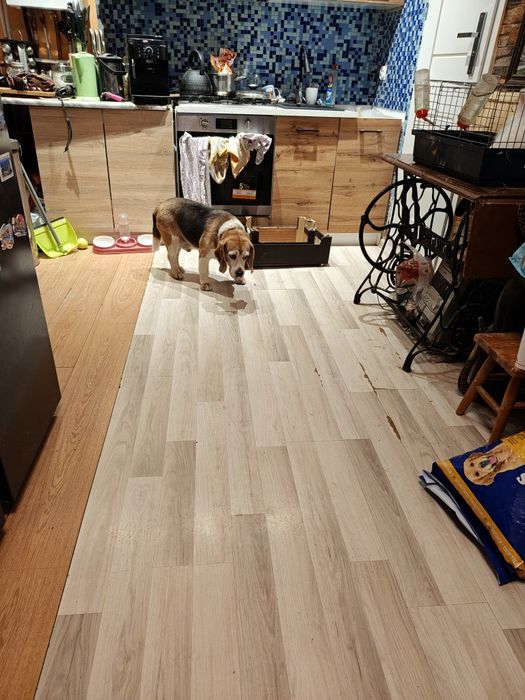 Pies oddam za darmo