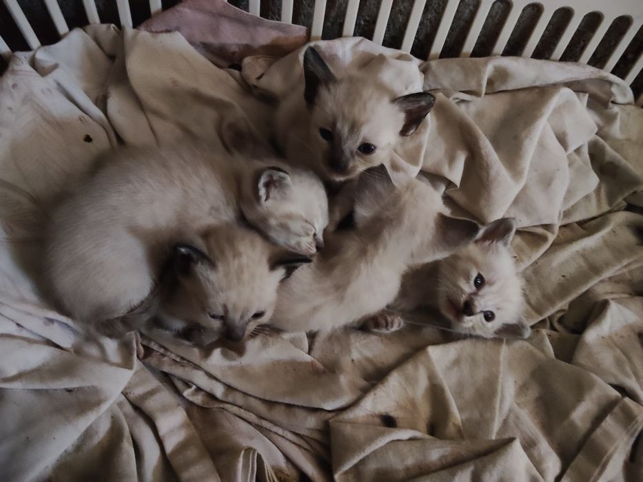 Gatinhos bebés para doar