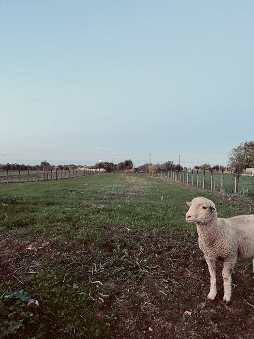 Borrego merino alemao