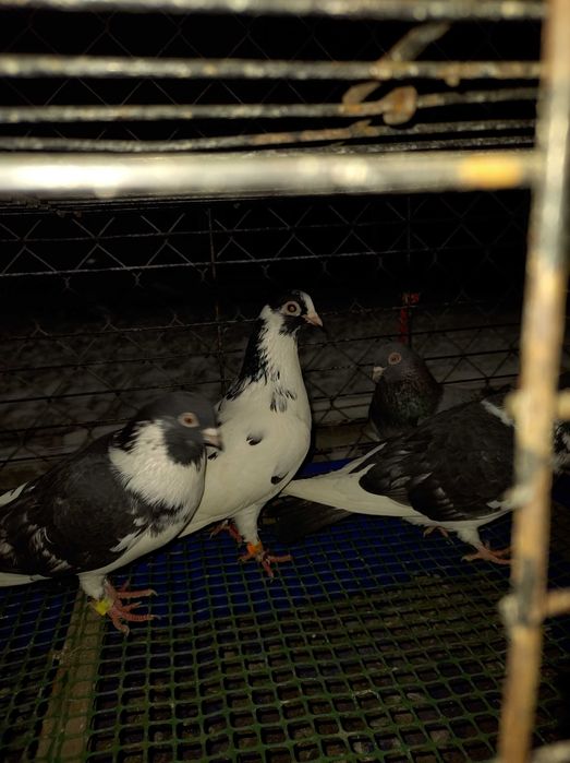 Gołębie zamojskie do lotu