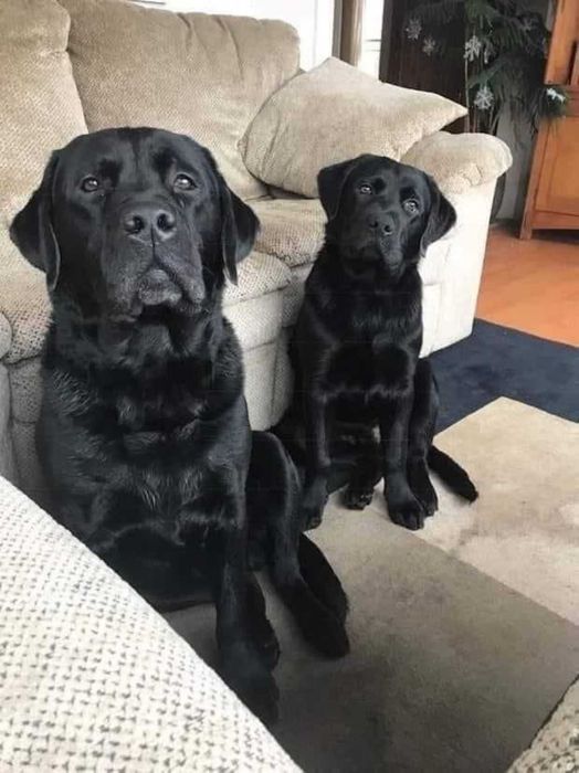 labrador retriever szczeniak