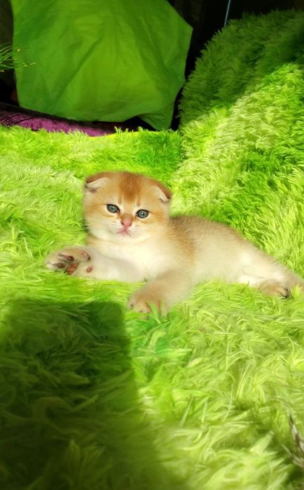 Ручные малышики. Котята золотая шиншилла.