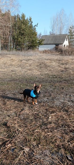 В'язка Чихуахуа міні