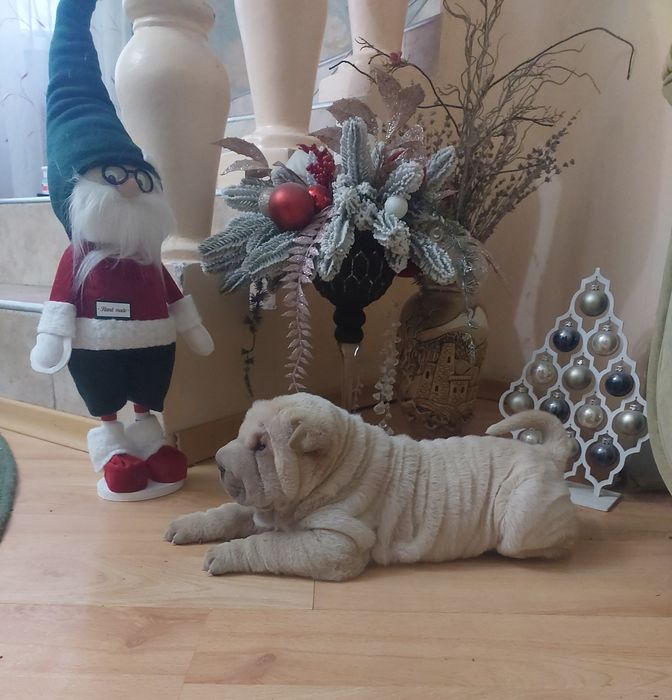 Щенки шарпея редких окрасов.