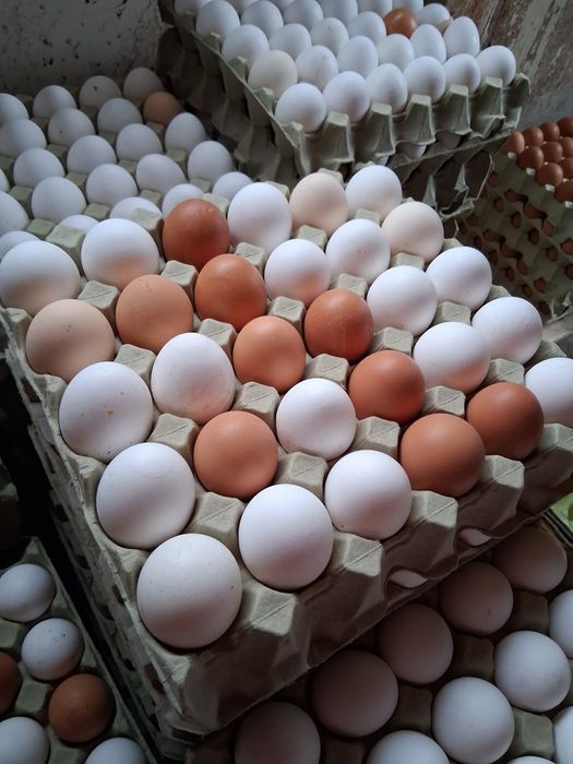 Jajka białe brąz Świętochłowice