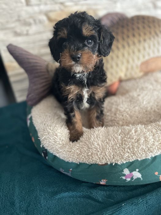 Cavapoo śliczny samiec tricolor cavalier pudel
