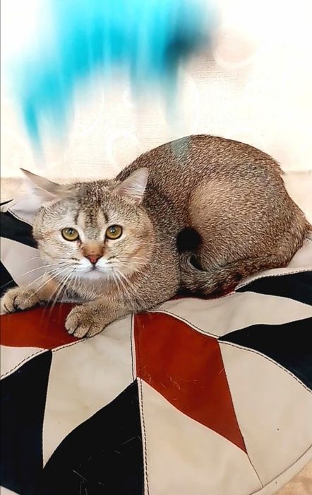 Котик шиншила, 1 рік. ШВИДКА АДАПТАЦІЯ