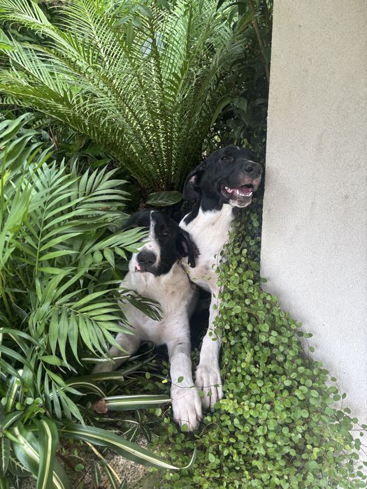 Cães de gado transmontano