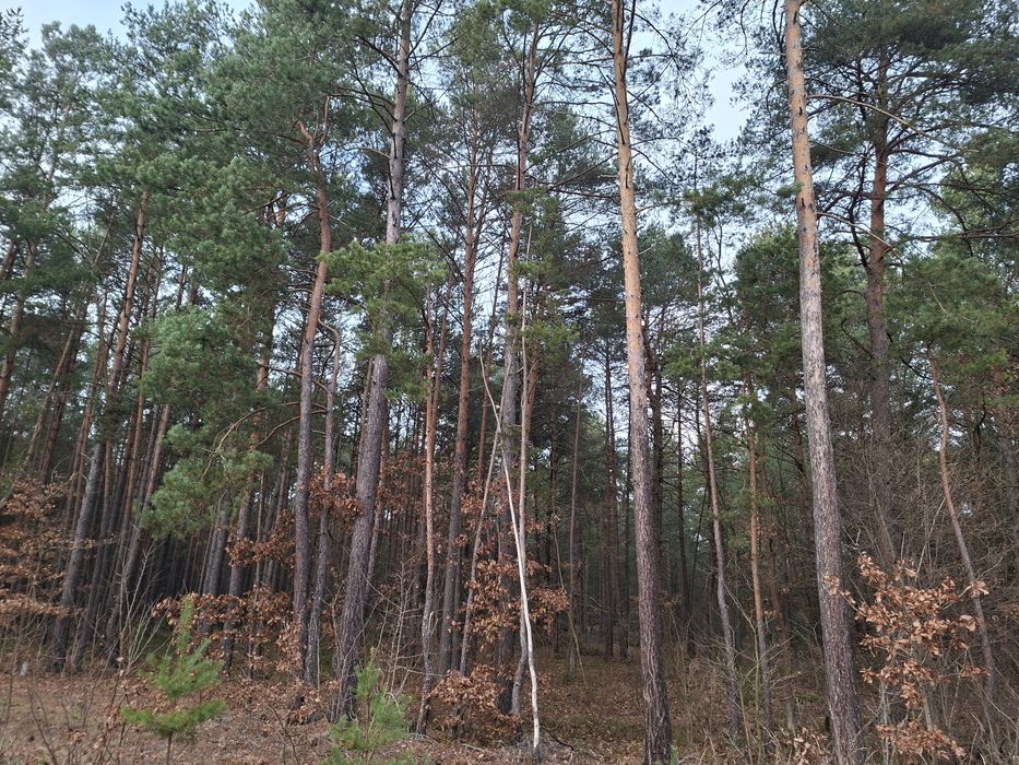 Super oferta!!! Sprzedam las