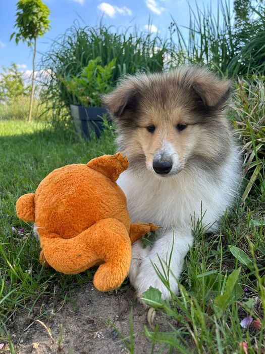 Owczarek szkocki długowłosy collie FCI