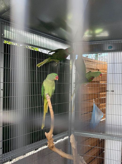 Aves Grandes Alexandrinos
