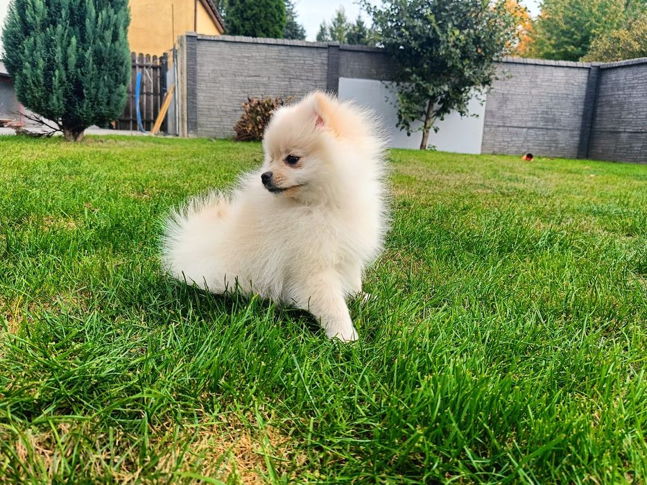 Pomeranian – piękna kremowa suczka