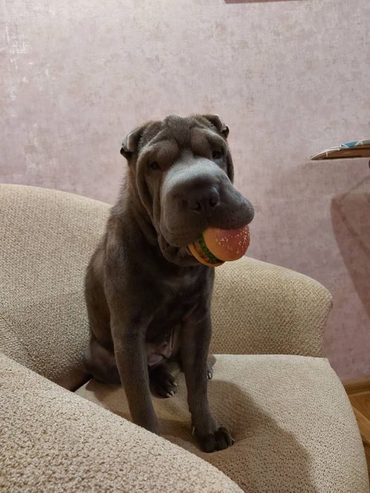 Отдам в хорошие руки.г.Кременчуг