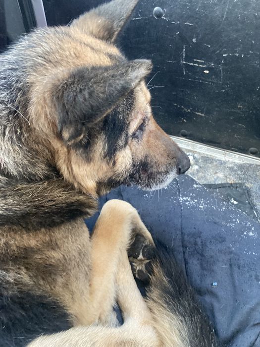 Овчарка с эвакуации в хорошие руки