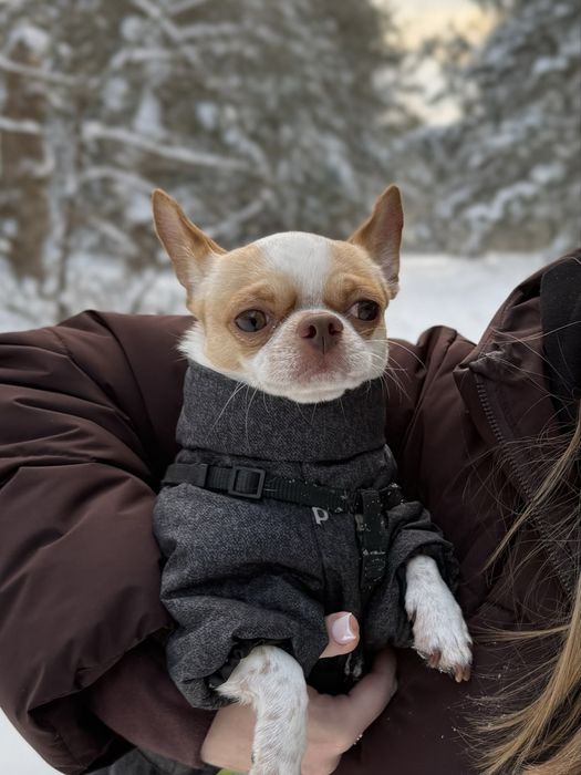 Хлопчик чихуахуа шукає дівчинку для вязки