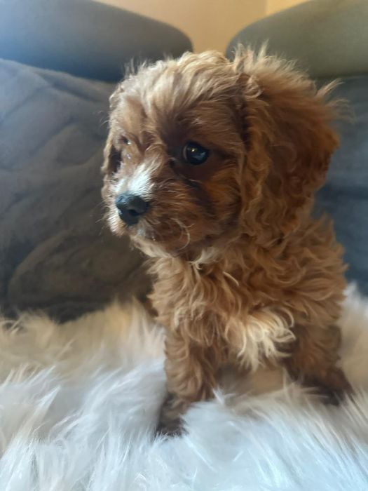 Cavapoo f1*chłopczyk małopolska