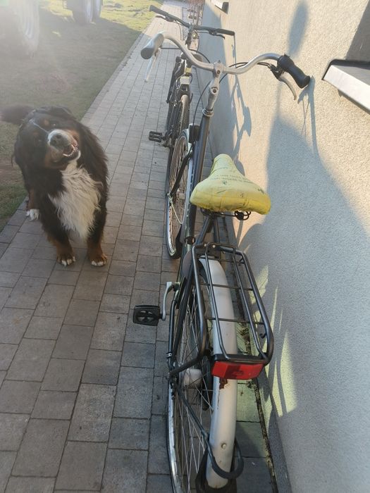 Rower miejski Trail city