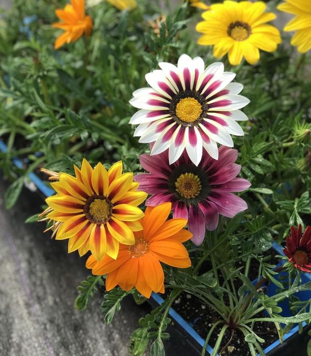 Ромашки африканські. Насіння