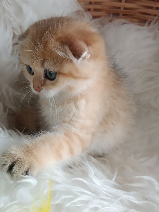 Шотландські котодітки