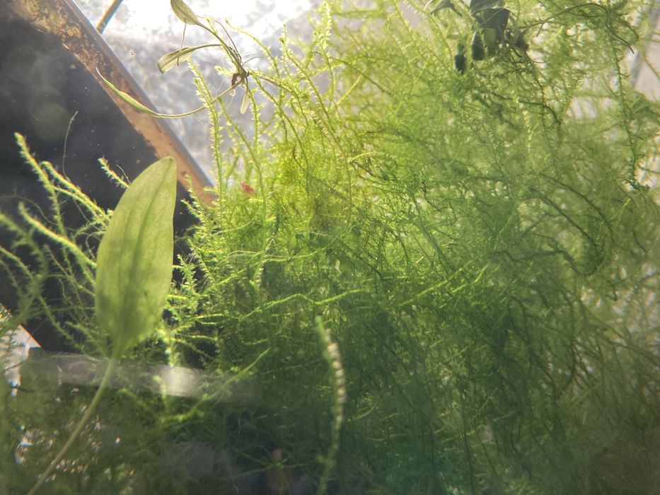 Mech wodny duza porcja