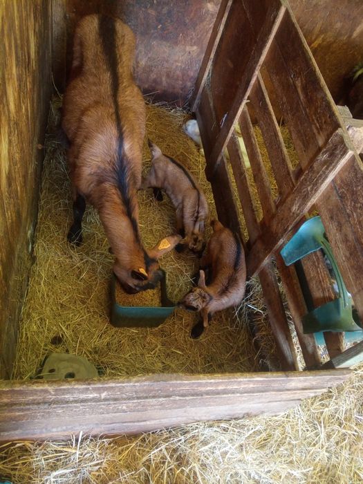 Koza Kozioł. Koźlęta