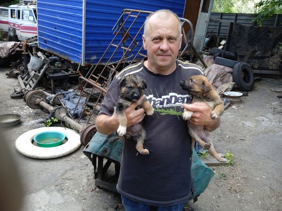 Віддам в добрі руки цуцинят вівчарки